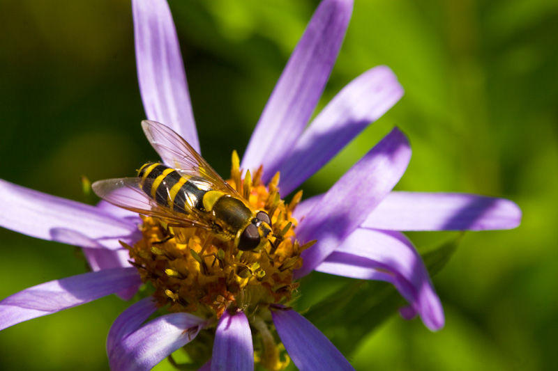 American Hoverfly On Aster